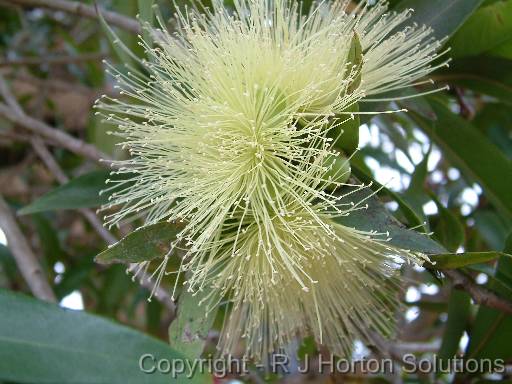 Syzygium jambos 